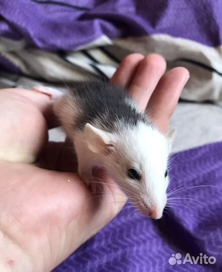 Крыса Дамбо из Питомника. Ручные крысята