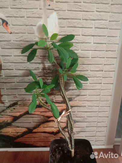 Комнатные цветы