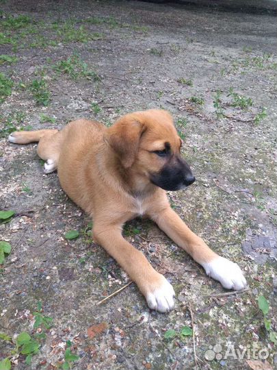 Собака умирает от скуки