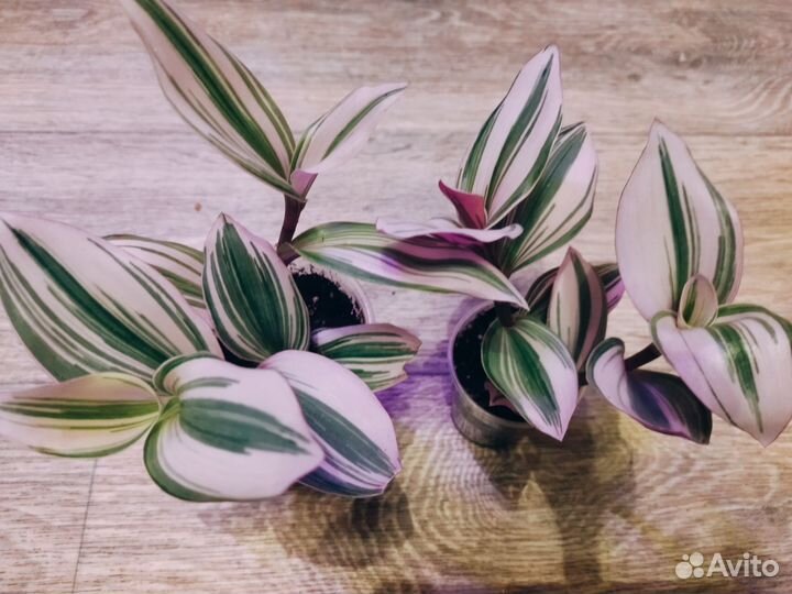 Трдисканция