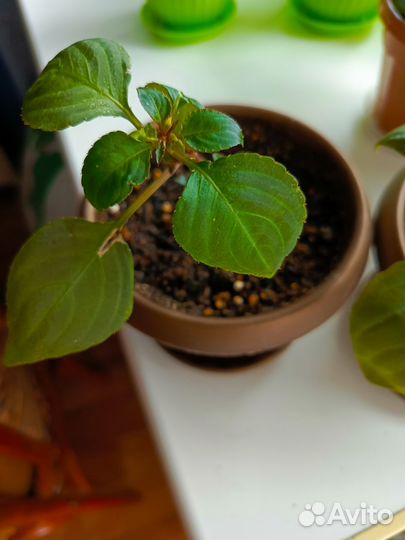 Бальзамин махровый