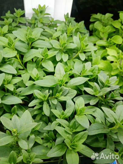 Вегетативные петунии, петхоа, колибрахоа