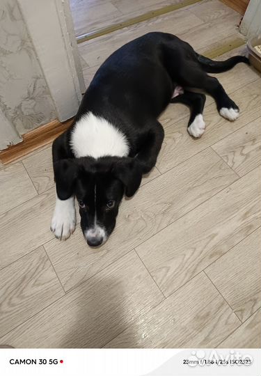 Домашние животные собаки