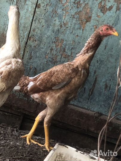 Бойцовские куры, цыплята