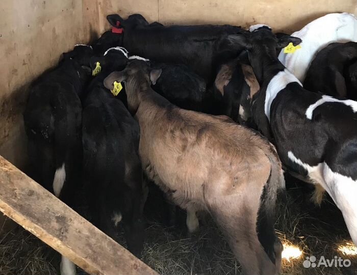 Бычки телята