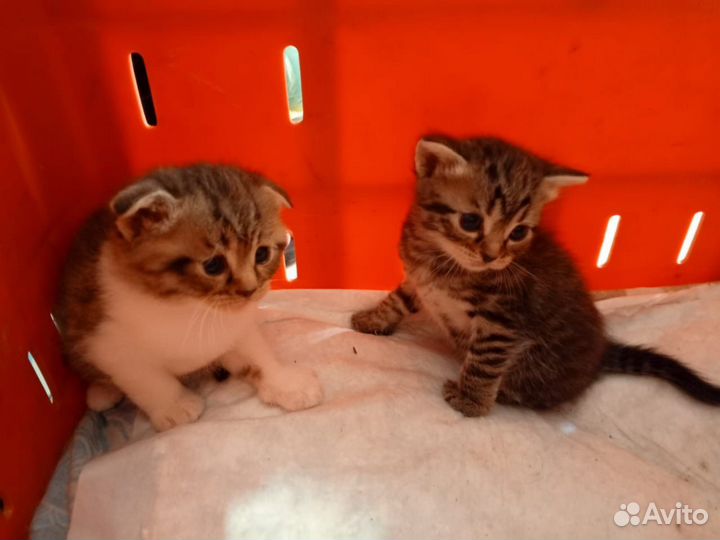 Отдам в добрые руки