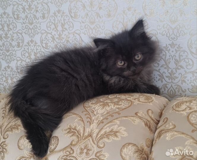 Котенок в добрые руки