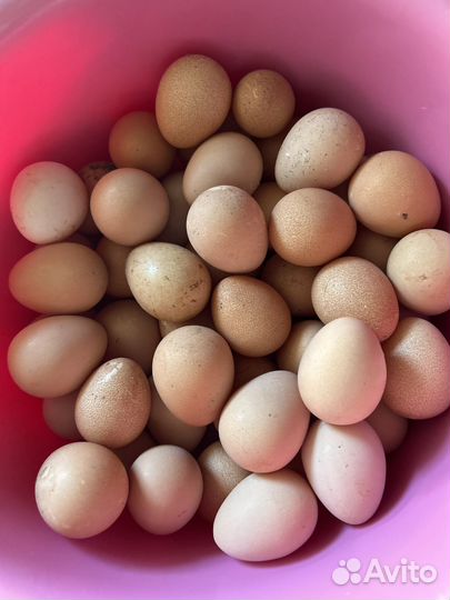 Инкубационное яйцо цесарки, индийский бегунок