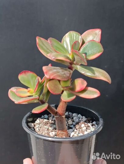 Крассула, денежное дерево, Crassula Hummels Ghost