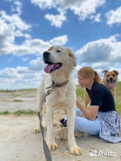 Ирландский сеттер