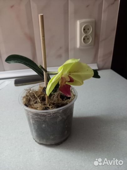Орхидея фаленопсис подросток