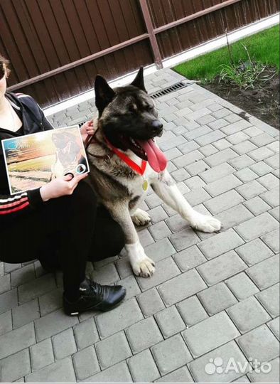 Вязка собак