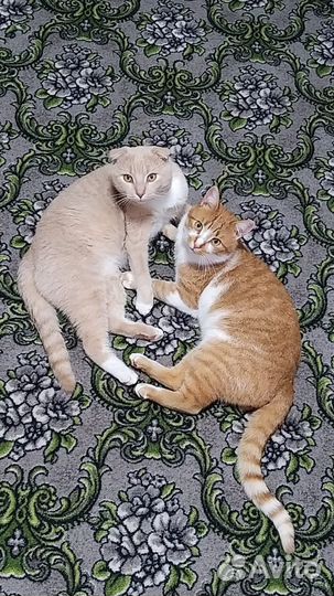 Коты отдам в добрые руки