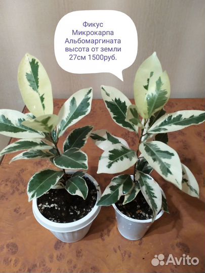 Фикусы Триангулярисы, Микрокарпа Альбомаргината