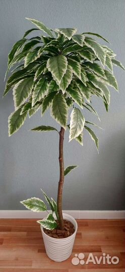 Искусственное дерево Манго