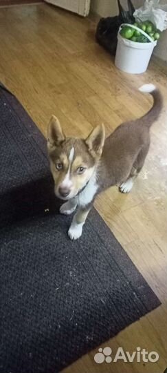 Щенки хаски в добрые руки