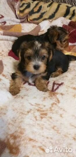 Йоркширский терьеры большой выбор щенков