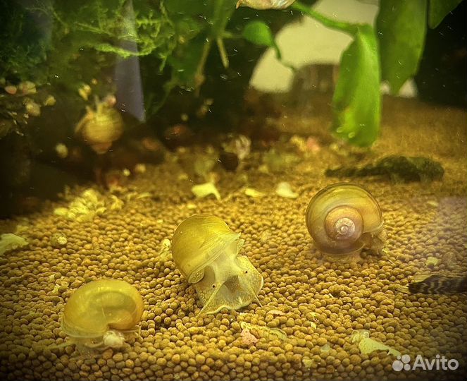 Аквариумные улитки Ампулярии, Катушка пятнистая