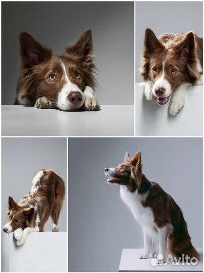 Собака для фотосессии/съемок