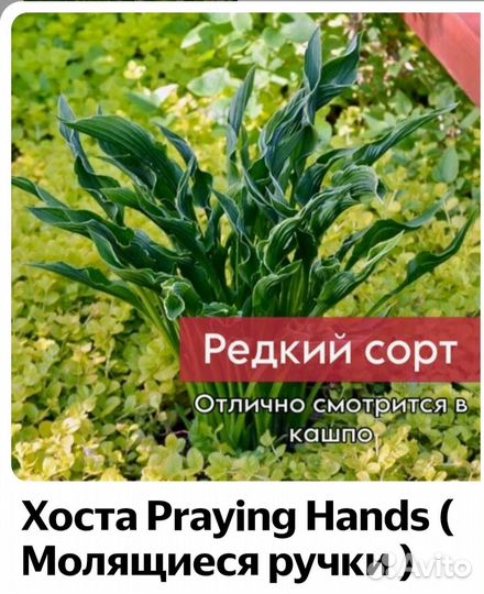 Хоста 