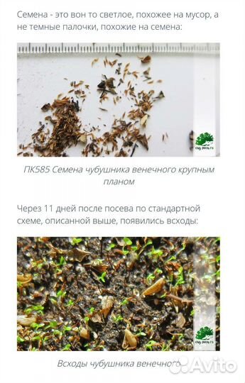 Жасмин сорт Жемчуг,черенки, семена