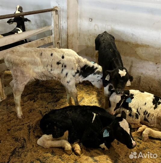 Телята бычки