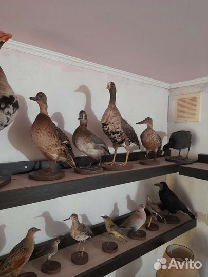 Чучела птиц