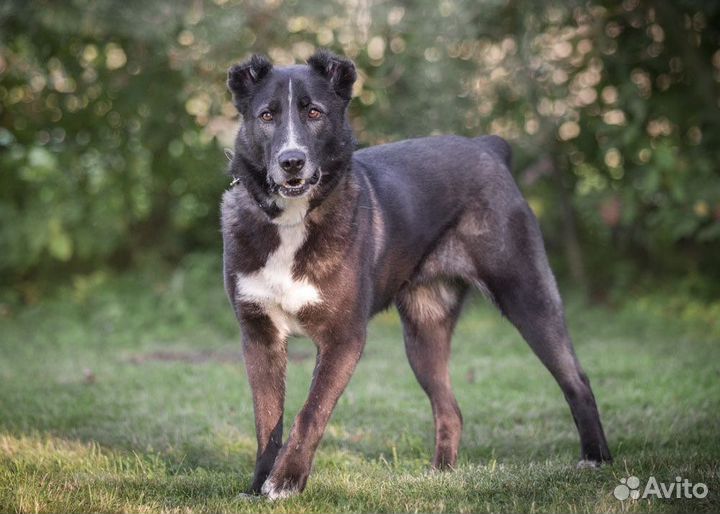 Собака в добрые руки