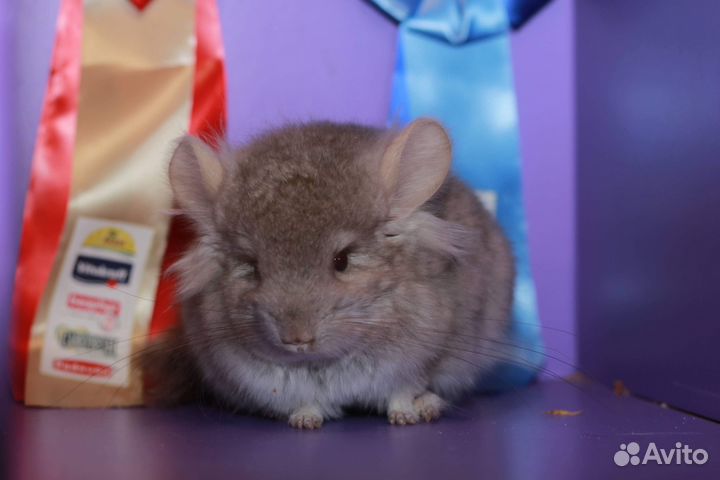 Шиншилла