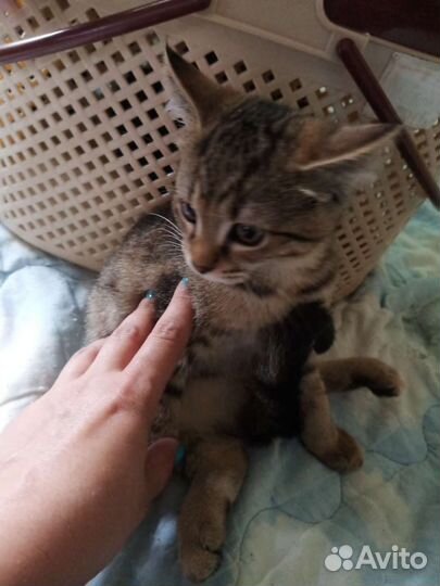 Котенок в добрые руки