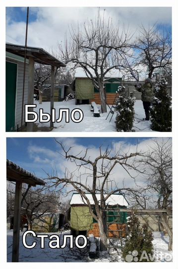 Обрезка плодовых деревьев