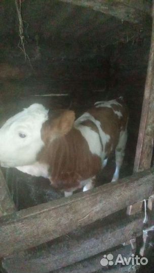 Корова телка