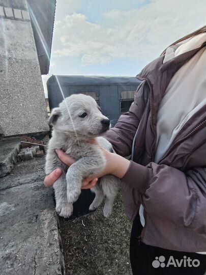 Щеночек в добрые руки. Около месяца