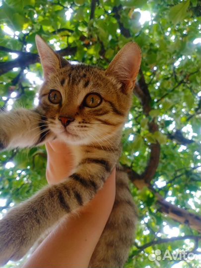 Кошка в дар