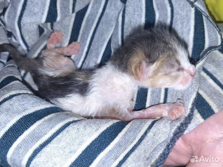 Кормящую кошку
