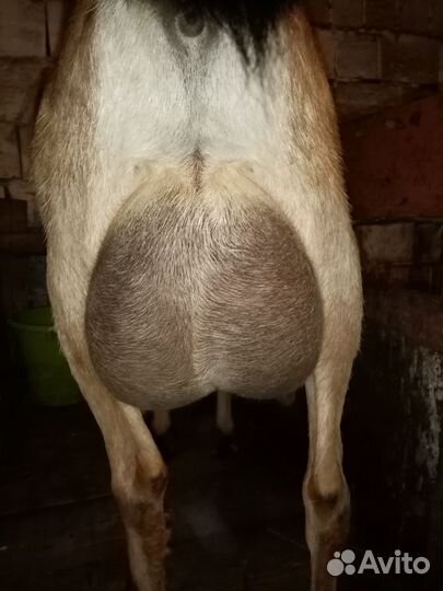 Коза дойная