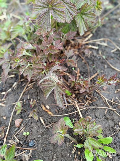 Растения для сада