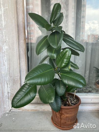 Фикус Робуста