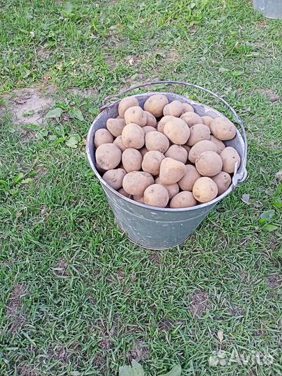 Продам картофель