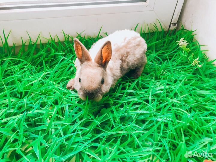 Мини карликовый кролик - рекс плюшевый