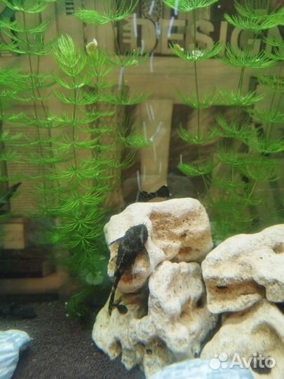 Сомики анциструсы