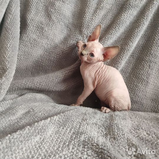 Канадский сфинкс котенок девочка