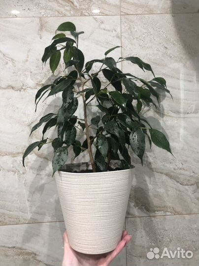 Растения комнатные