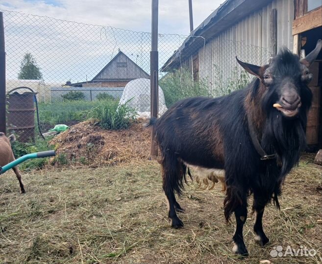 Чешский козел