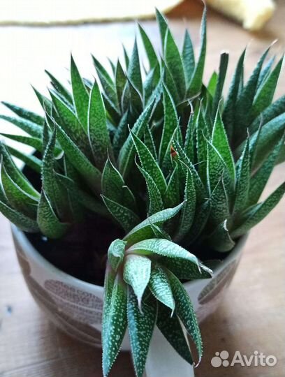 Хавортия, кактус, аспарагус, фикус