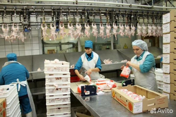 Вакансия на вахту на птицефабрике с проживанием