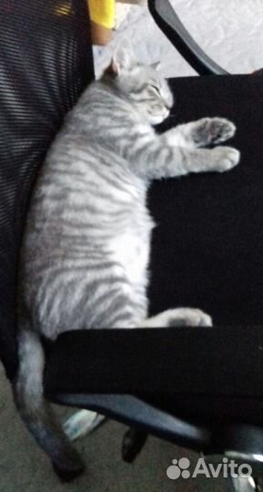 Шотландский кот