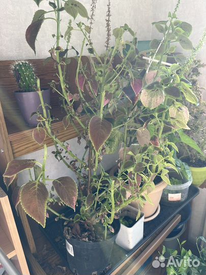 Колеусы в дар