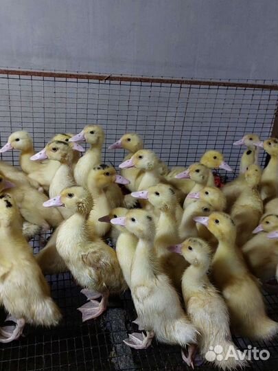 Молодняк птицы