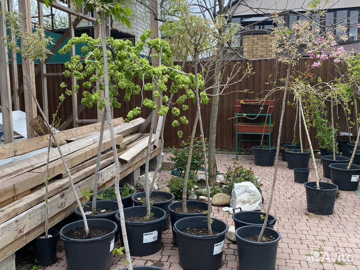 Штамбовые деревья